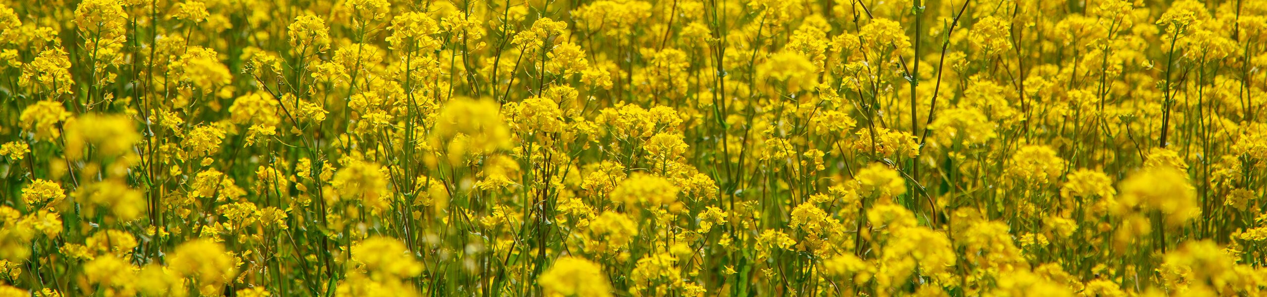 Senfsaat, Senffeld, Senfblüte als Hintergrundbild