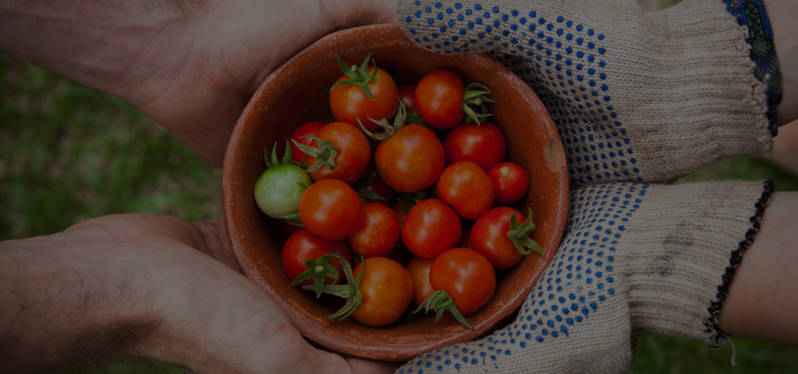 Tomatenschale die von zwei Händen gehalten wird als Hintergrundbild bei Develey