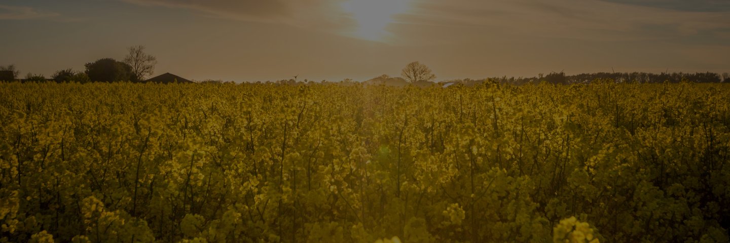 Develey Senfblüte Senffeld Senfpflanze