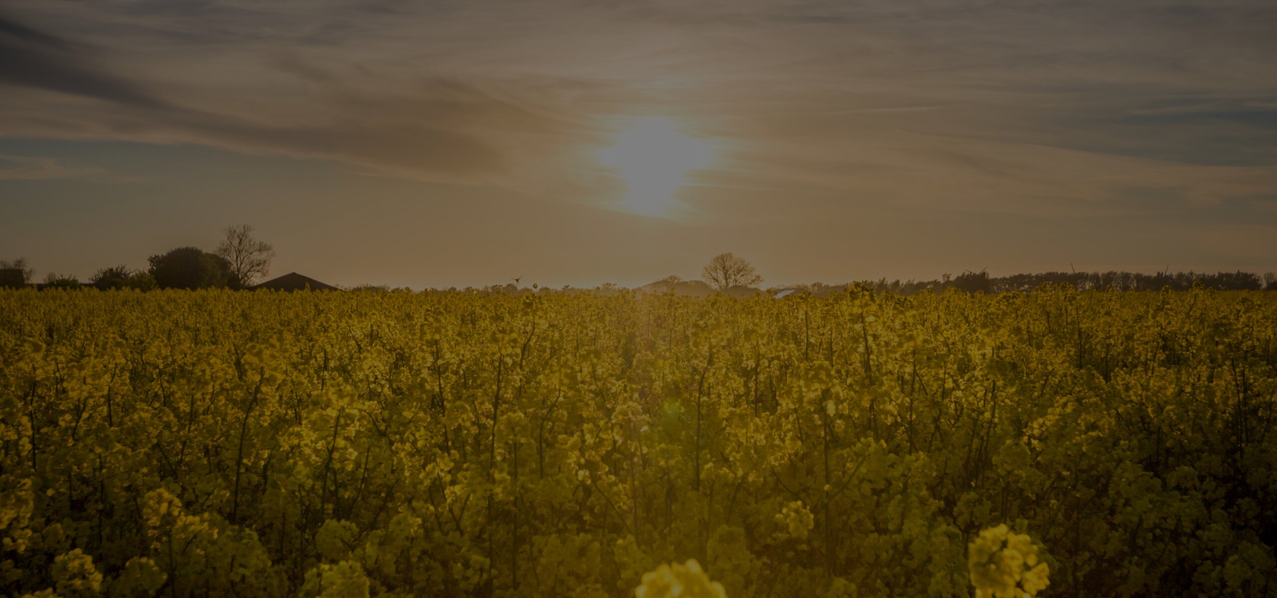 Develey Senfblüte Senffeld Senfpflanze