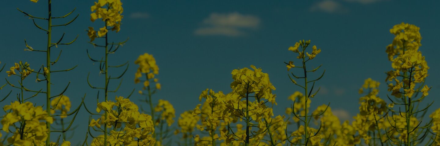 Develey Hintergrund Senfblume, Senffeld, Senfblüte