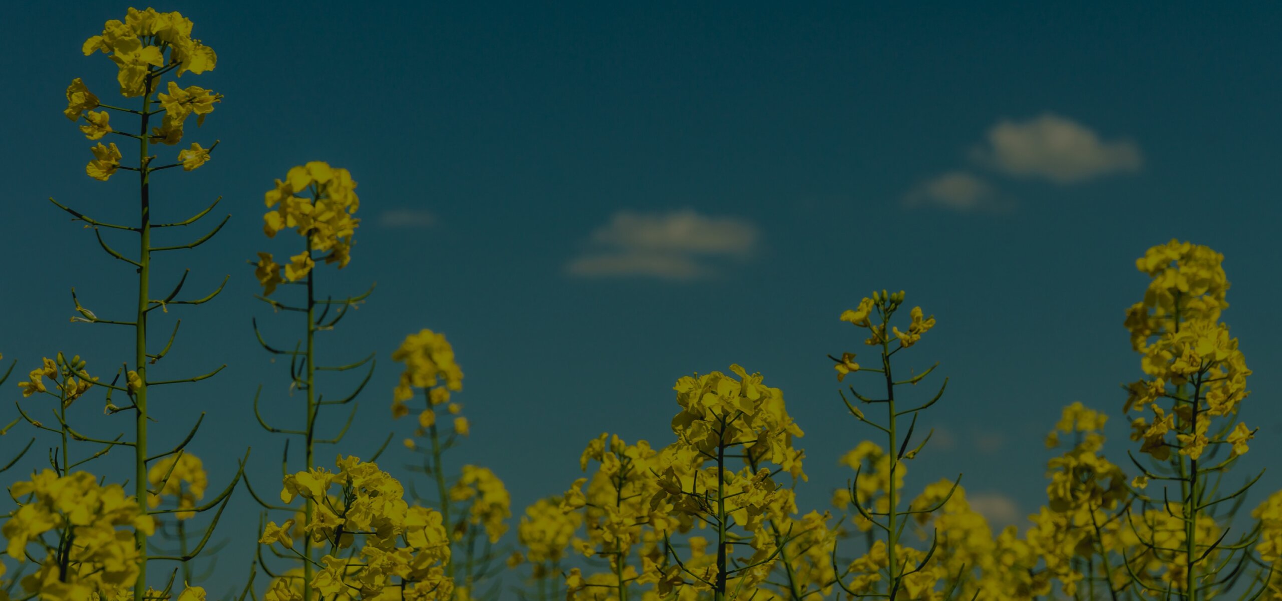 Develey Hintergrund Senfblume, Senffeld, Senfblüte