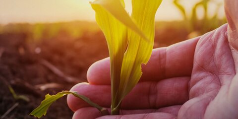 Develey Senfblüte Semfpflanze Senffeld