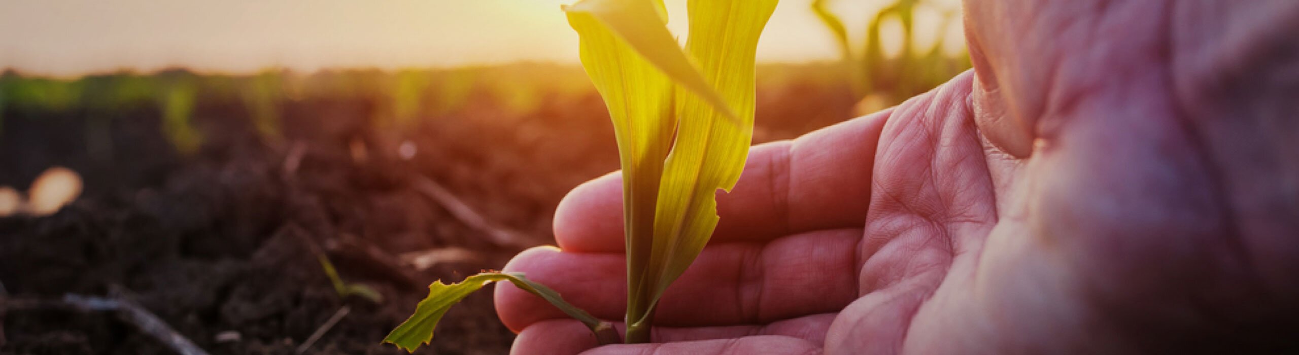 Develey Senfblüte Semfpflanze Senffeld