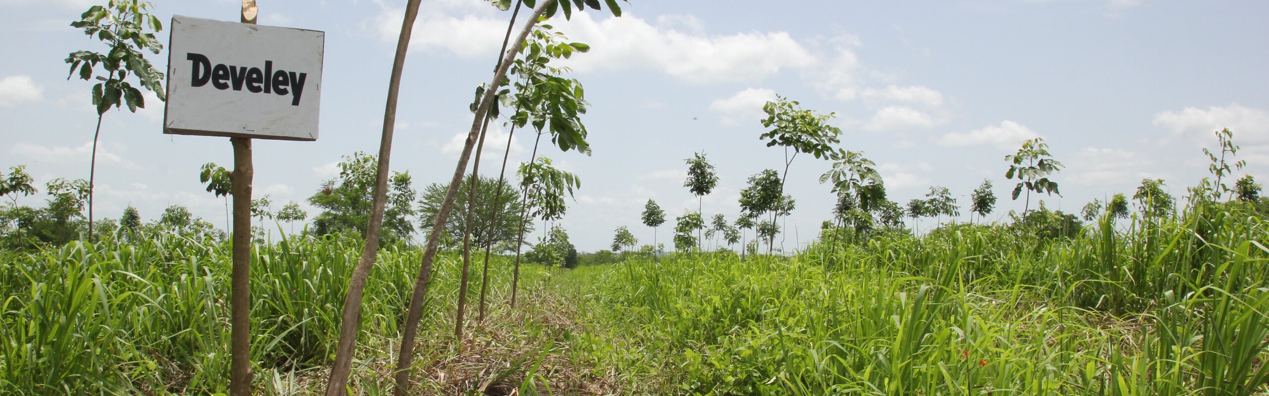 Develey Nachhaltigkeit mit plant for the planet
