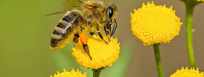 Develey ist Nachhaltigkeit wichtig weshalb sich um die Umwelt, Natur und Tierwelt gekümmert wird