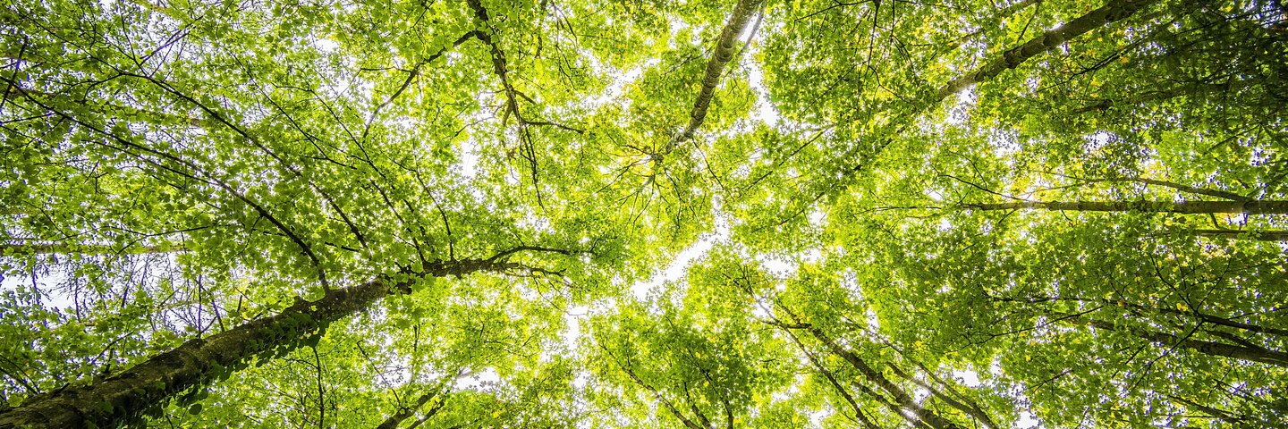 Develey ist Nachhaltigkeit wichtig: sie kümmern sich um die Natur, Umweltschutz und die Tierwelt