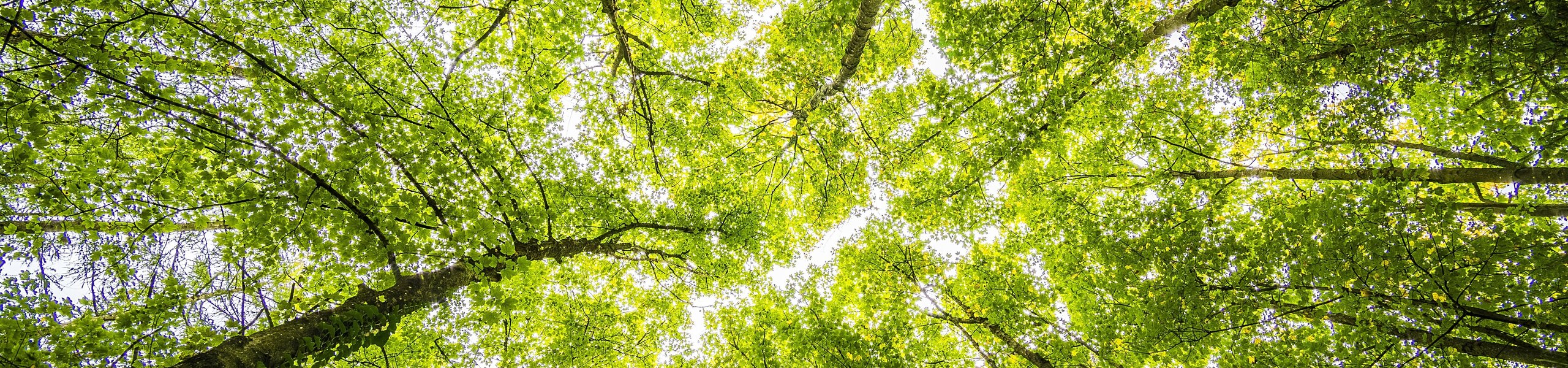 Develey ist Nachhaltigkeit wichtig: sie kümmern sich um die Natur, Umweltschutz und die Tierwelt