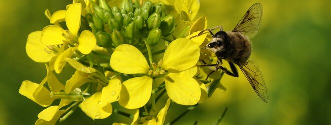 Senfblüte mit Biene